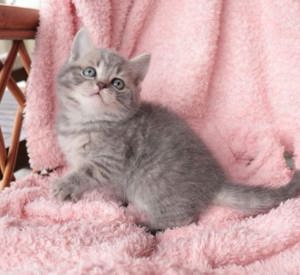 British silver Tabby 