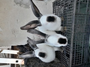 Vând, schimb tineret U.G.Galben, Uriaș de Transilvania, Fluture German, Albastru Vienez, Cap de Leu - imagine 5