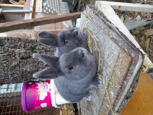 Vând, schimb tineret U.G.Galben, Uriaș de Transilvania, Fluture German, Albastru Vienez, Cap de Leu - imagine 4