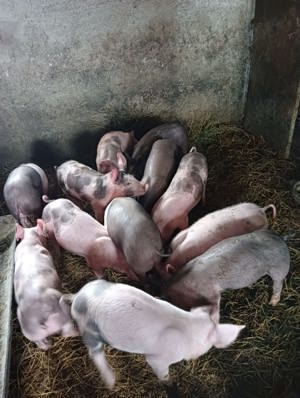 Purcei soldani 3 luni pietrean-marele alb