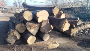 Cherestea tei tivită și netivita  - imagine 3