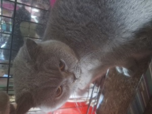 Pisicuță British Shorthair Blue  - imagine 2