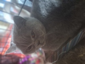 Pisicuță British Shorthair Blue  - imagine 3