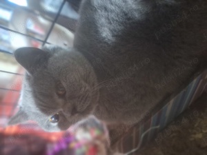 Pisicuță British Shorthair Blue  - imagine 4