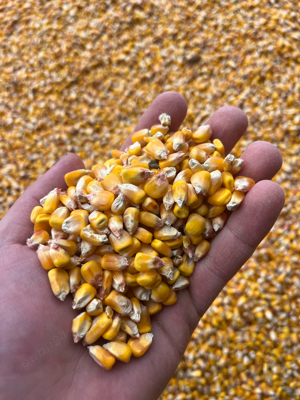 Porumb boabe,asigur transport la domiciuliu - imagine 2