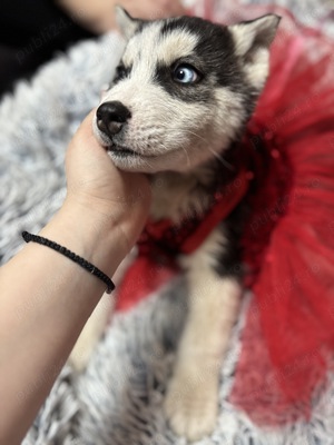 Vand catelusi Husky rasa pura - imagine 3