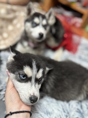 Vand catelusi Husky rasa pura - imagine 2