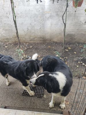 Vând femelă Ciobanesc de Bucovina 