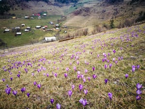 VAND CABANA  3 Camere in  Apuseni  45 Km de  CLUJ - imagine 5