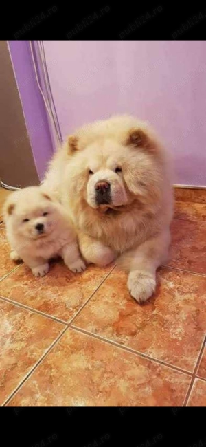 Chow chow  