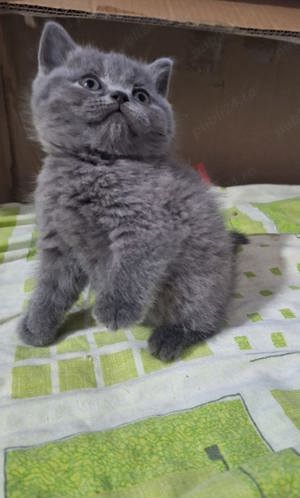 British shorthair Blue 