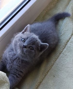 British Shorthair blue 