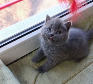British shorthair Blue 