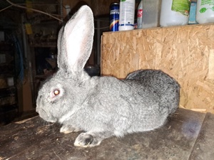 uriaș german chinchilla 