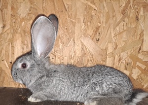 uriaș german chinchilla  - imagine 3