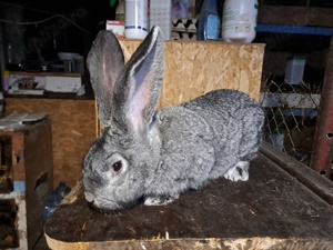 uriaș german chinchilla  - imagine 2