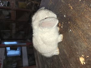 Berbec pitic(mini lopp)