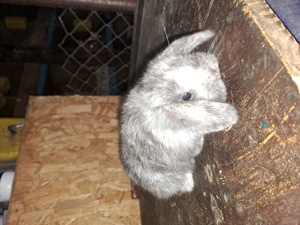 Berbec pitic(mini lopp) - imagine 2