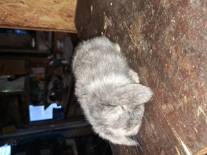 Berbec pitic(mini lopp) - imagine 4