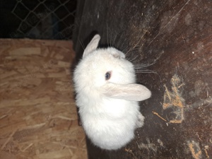 Berbec pitic(mini lopp) - imagine 3