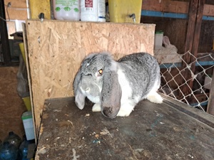 Berbec german chinchilla  - imagine 2