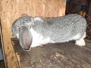 Berbec german chinchilla  - imagine 4