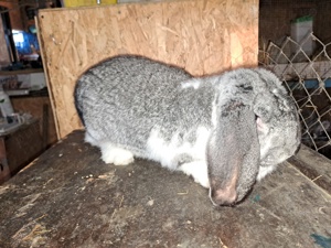 Berbec german chinchilla  - imagine 3