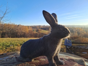 Uriaș german albastru  - imagine 2 Uriaș german albastru  - imagine 2