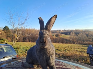 Uriaș german albastru  - imagine 3 Uriaș german albastru  - imagine 3