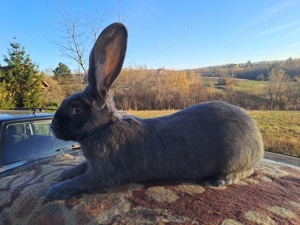 Uriaș german albastru  - imagine 4 Uriaș german albastru  - imagine 4