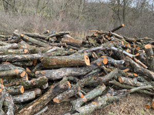 Vând lemn de măr, cireș si par