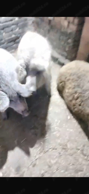 mangalita porc 