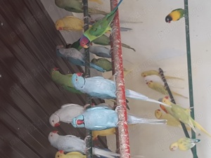 Papagali Micul Alexandar  - imagine 2