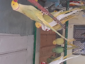 Papagali Micul Alexandar 