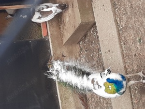 Păuni diferite culori  - imagine 3