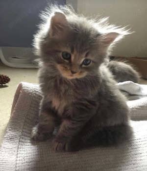 Maine Coon  - imagine 3