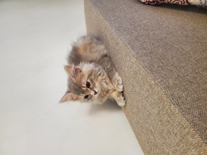 Maine Coon  - imagine 5