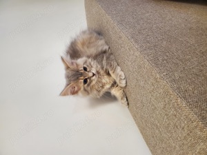 Maine Coon  - imagine 4