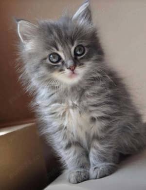 Maine Coon  - imagine 2