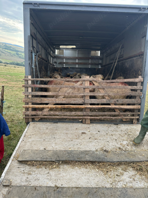 Transport animale vii. - imagine 5