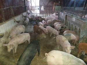 Purcei de vânzare  - imagine 3