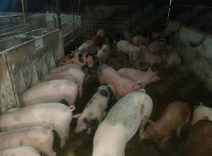 Purcei de vânzare  - imagine 4