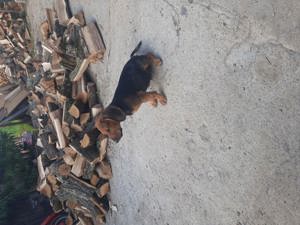 Copoi Sarbesc pentru vânătoare de mistreț 