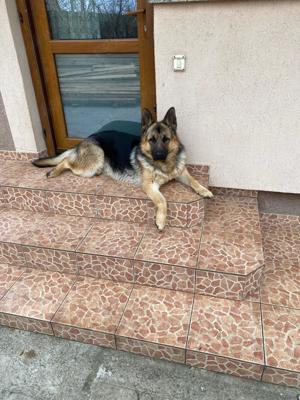 Vând câine ciobănesc german 