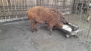 porc mangalita mistret - imagine 2