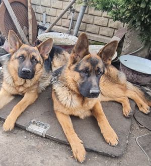 Vand Ciobănesc German - imagine 2