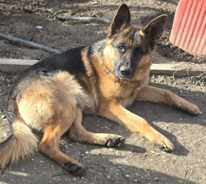 Vand Ciobănesc German