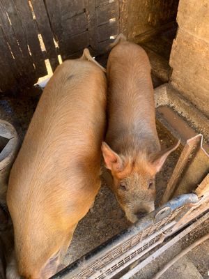 Vand porci  - imagine 2