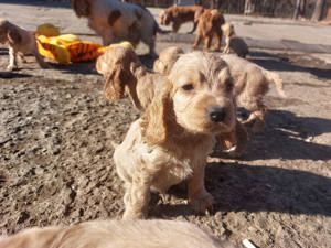pui Cocker Spaniel culoare aurie baieti si fete 2 luni - imagine 4