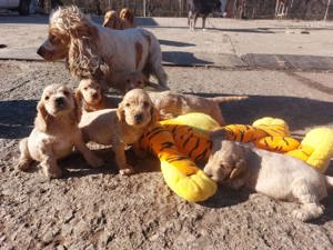 pui Cocker Spaniel culoare aurie baieti si fete 2 luni - imagine 5